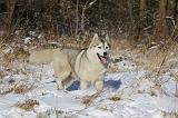 SIBERIAN HUSKY 753
